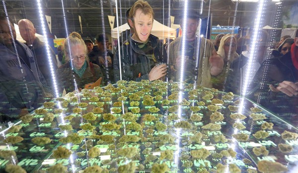 The Emerald Cup takes place this weekend at the Sonoma County Fairgrounds. Photo: Kent Porter.