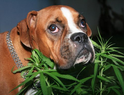 Prop 64 May Bring Some Unexpected Dangers For Pet Owners